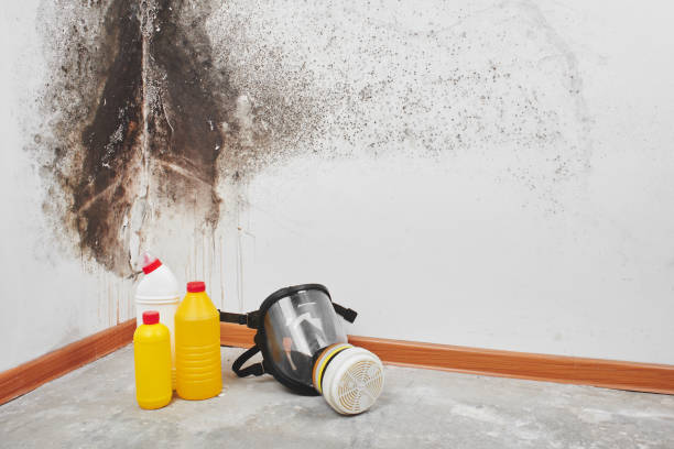 Best Emergency Mold Remediation in Lexington, MO
