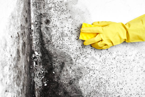 Best White Mold Remediation in Lexington, MO