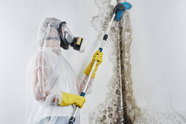 Best DIY Mold Remediation Support Services in Lexington, MO