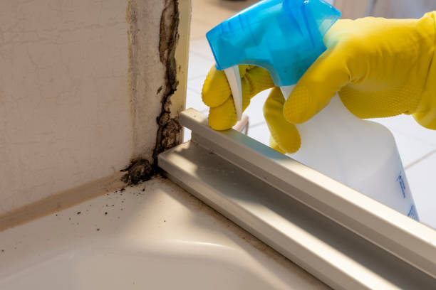 Best Kitchen Mold Remediation in Lexington, MO