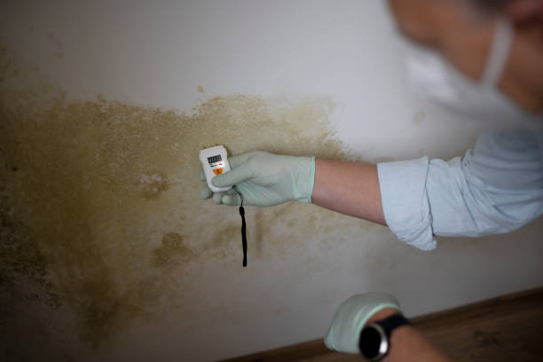 Best Basement Mold Remediation in Lexington, MO