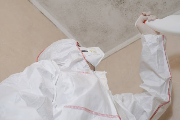 Best Industrial Mold Remediation in Lexington, MO