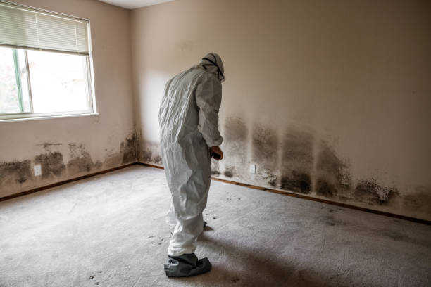 Trusted Lexington, MO Mold Remediation Experts