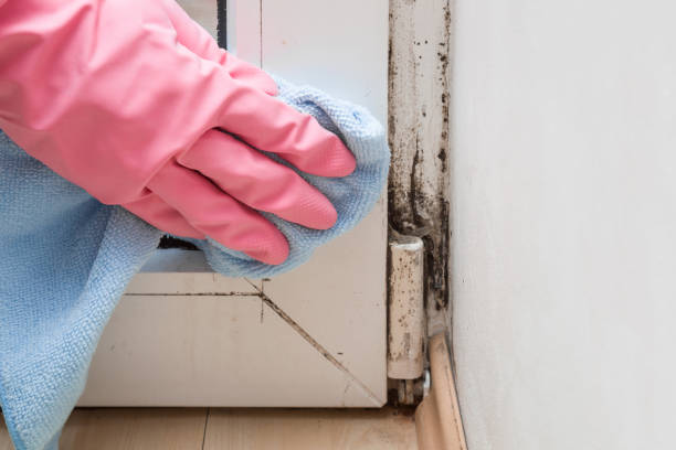 Best HVAC Mold Remediation in Lexington, MO